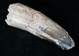 Gigantic Spinosaurus Tooth - Massive Tooth #15875-2